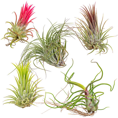 Bloomique - Lot de 5 - Tillandsia - Plantes aériennes - Dépolluantes - Très faciles d’entretien - 5-15 cm