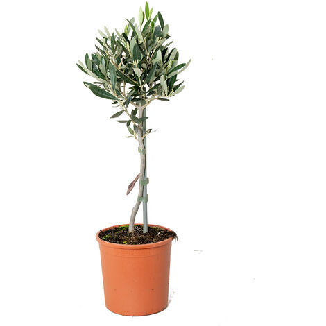 Bloomique - Olea Europaea - Olivier sur tige - Plantes de jardin - Rustique - Hauteur 30-40 cm - Pot 14 cm