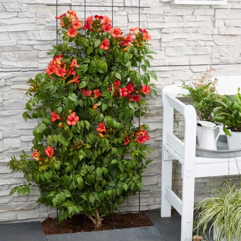 Bloomique - Lot de 2 - Campsis radicans 'Flamengo' - Bignone rouge - Plantes grimpantes - Plantes de jardin - Rustiques - Hauteur 50-70 cm - Pot 15 cm (1/5)