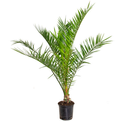 Bloomique - Phoenix Canariensis - Palmier des Canaries - Palmier rustique - Plantes de jardin - Hauteur 80-100 cm - Pot 19 cm
