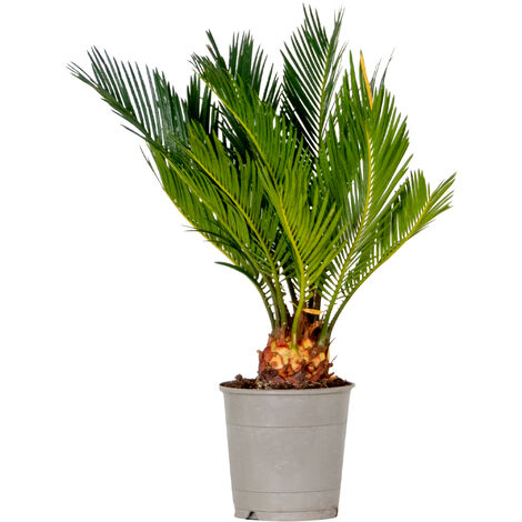 Bloomique - Cycas Revoluta - Palmier Sagou - Palmier d'intérieur - Plantes d’intérieur - Très Facile à Entretenir - 30-40 cm de Haut - Pot 12 cm