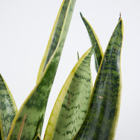 Lot De 2 Sansevieria Zeylanica - Langue De Dame 80-100cm - Plantes D'Intérieur Purifiantes Et Faciles D'Entretien
