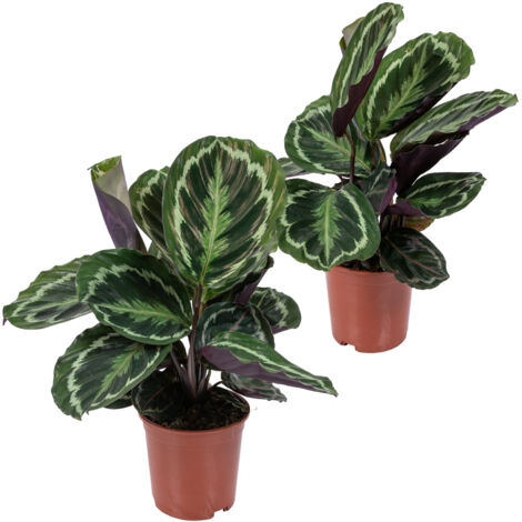 Bloomique - Lot de 2 - Calathea Medallion - Plante paon - Plante d’intérieur - Dépolluante - Sans danger pour les animaux - Hauteur 40-50 cm - Pot 14 cm
