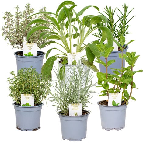Plantes aromatiques Bio en jardinière