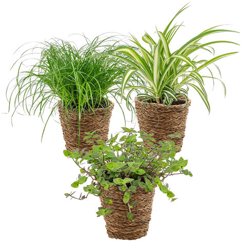 Bloomique - Lot de 3 - Mélange sans danger pour les animaux avec panier en jonc de mer - 15-25 cm