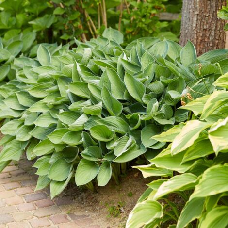 Bloomique - Lot de 3 - Hosta Sieboldiana 'Elegans' - Hosta - Plantes de jardin - Rustique - Sans danger pour les animaux - Hauteur 10-20 cm - Pot 9x9 cm (1/4)