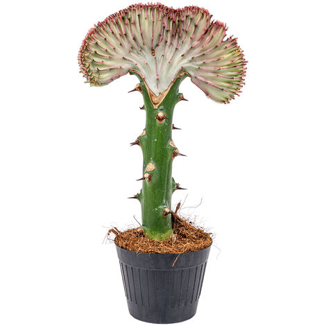 Bloomique - Euphorbia Lactea Cristata - Euphorbe cristée - Plante d'intérieur - Dépolluante - Sans danger pour les animaux - Facile d'entretien - Hauteur 20-30 cm - Pot 11 cm