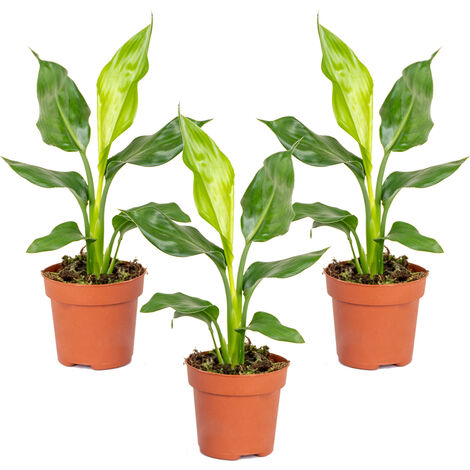 Bloomique - Lot de 3 - Strelitzia Reginae - Oiseau de paradis - Plantes d’intérieur - Dépolluantes - Faciles à entretenir - Hauteur 30-40 cm - Pot 12 cm