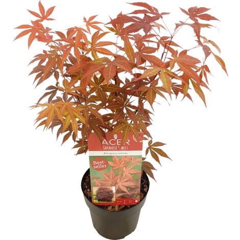 Bloomique - Acer palmatum Atropurpureum - Érable du Japon - Feuillage pourpre - Résistant au froid - 40-50 cm de Haut - Pot 15 cm
