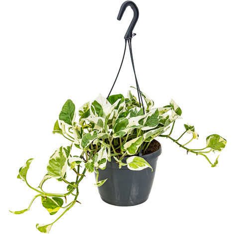 Bloomique - Scindapsus N-Joy - Lierre du Diable - Plante suspendue - Convient également comme plante grimpante - Plante d’intérieur - Dépolluante - Facile d’entretien - Hauteur 20-30 cm - Pot 15 cm