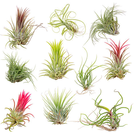 Bloomique - Lot de 10 - Tillandsia - Plantes aériennes - Dépolluantes - Très faciles d’entretien - 5-15 cm