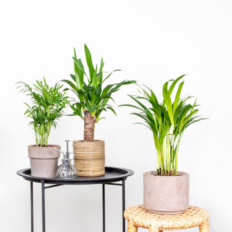 Bloomique - Lot de 3 - Mélange de palmiers tropicaux - Dypsis, Chamaedorea, Yucca - Facile d’entretien - 20-45 cm