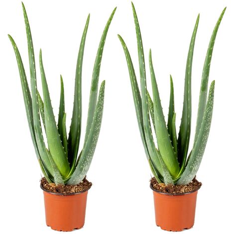 Bloomique - Lot de 2 - Aloe Vera - Plantes d’intérieur - Plantes grasses - Succulentes - Très facile à entretenir - Hauteur 30-40 cm - Pot 12 cm