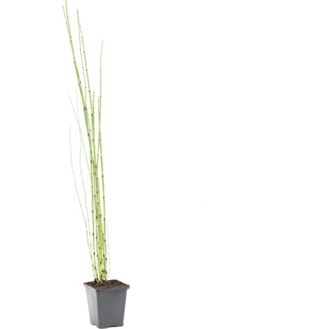Bloomique - Equisetum Japonicum - Prêle du Japon - Plantes de bassin - Plantes aquatiques - Rustique - Hauteur 20-30 cm - Pot 9 cm