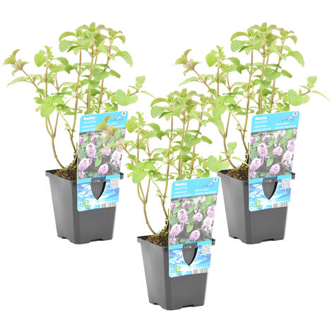 Bloomique - Lot de 3 - Mentha Aquatica - Menthe aquatique - Plantes de bassin - Plantes aquatiques - Résistante au gel - Hauteur 10-20 cm - Pot 9 cm (1/4)