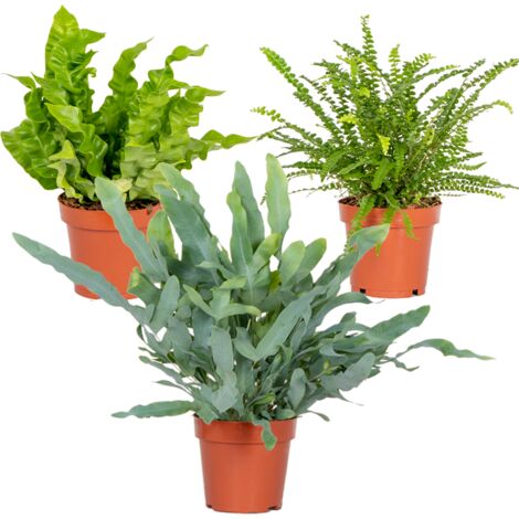 Bloomique - Lot de 3 - Mélange de fougères dépolluantes - Asplenium, Phlebodium, Nephrolepis - Plantes d’intérieur - Hauteur 20-30 cm - Pot 12 cm (1/5)