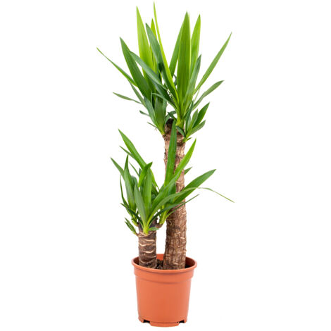 Bloomique - Yucca Elephantipes - Yucca pied d’éléphant - Plante d’intérieur - Dépolluante - Facile à entretenir - Hauteur 60-70 cm - Pot 17 cm (1/4)
