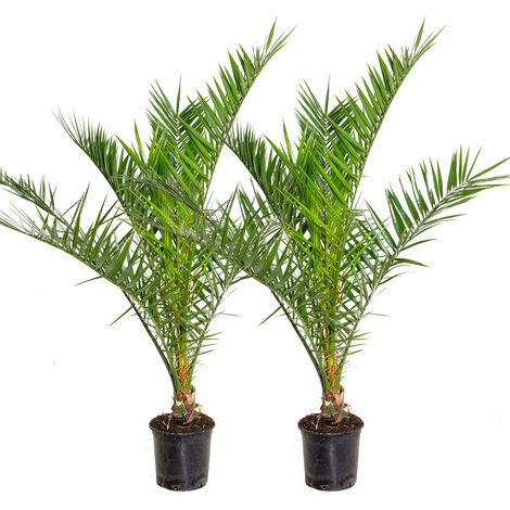 Bloomique - Lot de 2 - Phoenix Canariensis - Palmier des Canaries - Palmier rustique - Plantes de jardin - Hauteur 80-100 cm - Pot 19 cm