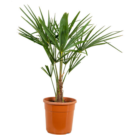 Bloomique - Trachycarpus Fortunei - Palmier éventail chinois - Palmier rustique - Plantes de jardin - Hauteur 70-90 cm - Pot 24 cm (1/5)