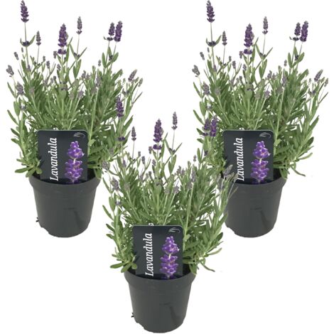 Bloomique - Lot de 3 - Lavandula Angustifolia - Plante de lavande - Plantes de jardin - Résistante au gel - 20-25 cm de haut - Pot 12 cm