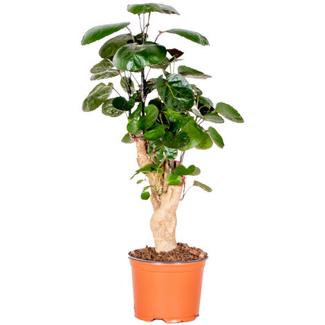 Bloomique - Polyscias Fabian - Aralia - Plante d’intérieur - Dépolluante - Sans danger pour les animaux - Facile d’entretien - Hauteur 30-40 cm - Pot 12 cm