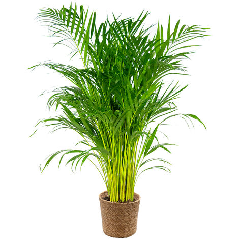 Bloomique - Dypsis Lutescens - Palmier Areca - Plante d’intérieur - Dépolluante - Sans danger pour les animaux - Hauteur 100-110 cm - Panier en jonc de mer 21 cm