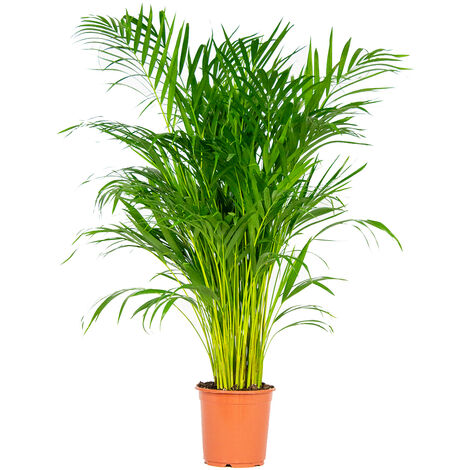Bloomique - Dypsis Lutescens - Palmier Areca - Plantes d’intérieur - Dépolluante - Sans danger pour les animaux - Hauteur 100-110 cm - Pot 21 cm