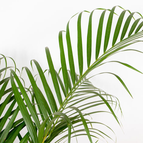 Bloomique - Lot De 4 Plantes Dépolluantes D'intérieur : Dracaena, Dypsis, Chamaedorea, Chlorophytum - 20-40 Cm Avec Panier Rotin - 5