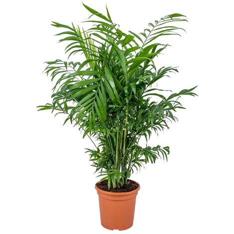 Bloomique - Chamaedorea Elegans - Palmier de Montagne - Plantes d’intérieur - Dépolluante - Sans danger pour les animaux - Facile d’entretien - Hauteur 50-60 cm - Pot 17 cm (1/5)