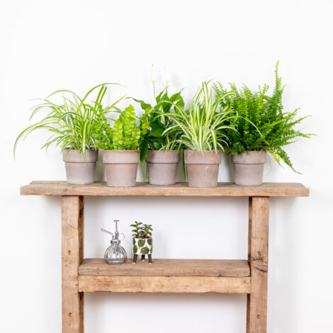 Bloomique - Mélange Dépolluant x5 - Dracaena, Dypsis, Chamaedorea, Chlorophytum, Asplenium - Hauteur 20-40 cm - Pot 12 cm