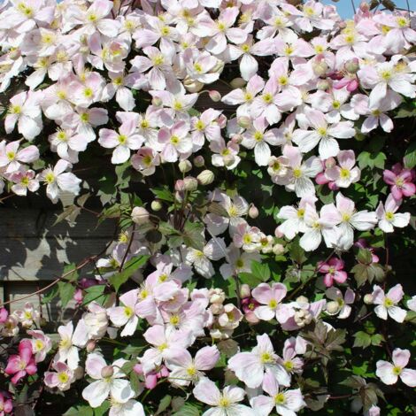Bloomique - Clematis montana 'Tetrarose' - Clématite rose - Plantes grimpantes - Plantes de jardin - Rustiques - Hauteur 50-70 cm - Pot 15 cm