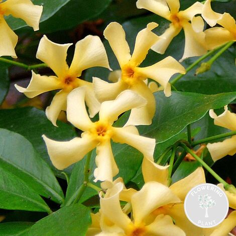 Bloomique - Trachelospermum jasminoides - Jasmin étoilé jaune - Plantes grimpantes - Plantes de jardin - Persistantes - Rustiques - Hauteur 50-70 cm - Pot 15 cm (1/4)