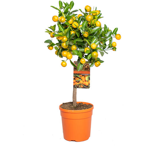 Citrus calamondin – Oranger d’intérieur – Arbre fruitier 55-65 cm – Pot 19 cm – Feuilles persistantes pour terrasses ensoleillées