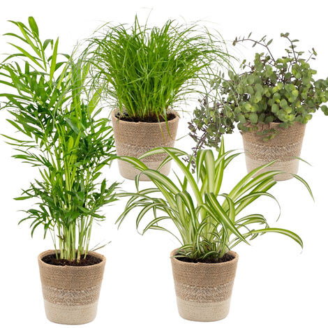 Bloomique - Lot de 4 - Mélange sans danger pour les animaux - Cyperus Zumula - Callisia - Chamaedorea - Chlorophytum - Plantes d’intérieur - Hauteur 20-40 cm - Panier en jute 12 cm