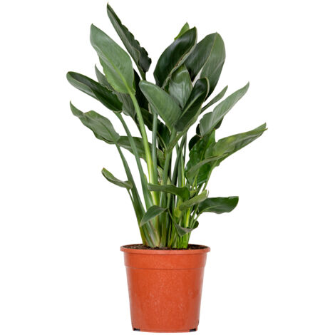 Bloomique - Strelitzia Reginae - Oiseau de paradis - Fleur de paradis - Plantes d’intérieur - Dépolluante - Entretien facile - Hauteur 80-100 cm - Pot 24 cm