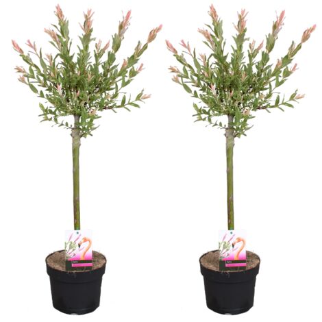 Lot de 2 saule panaché Salix integra 'Flamingo' – Hauteur 75-85 cm – Pot de 17 cm – Plante rustique pour ensoleillement direct