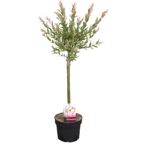 Saule panaché Salix integra 'Flamingo' – Hauteur 60-80 cm – Pot de 17 cm – Feuillage coloré – Pour soleil et mi-ombre