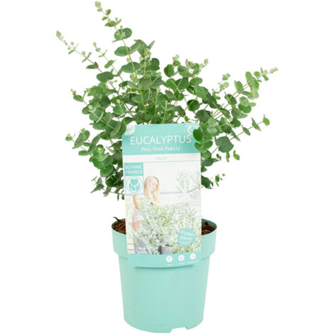Bloomique - Eucalyptus Gunnii Azura - Eucalyptus - Plantes de jardin - Rustique - Hauteur 30-50 cm - Pot 15 cm (1/5)