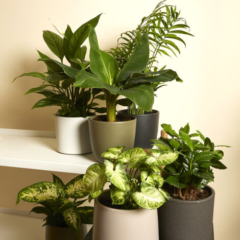 3x mélange de plantes vertes d'intérieur – dypsis-philodendron