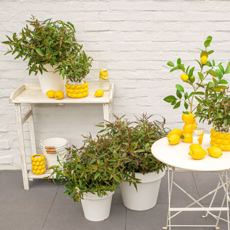 Opuntia Tardispina (n.1 Pelle) 15-25 Cm, Cactus, Plante