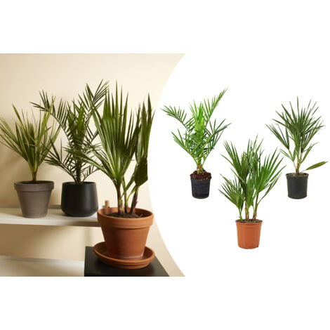 10 Graines De Palmier Washingtonia Robusta - Neuf
