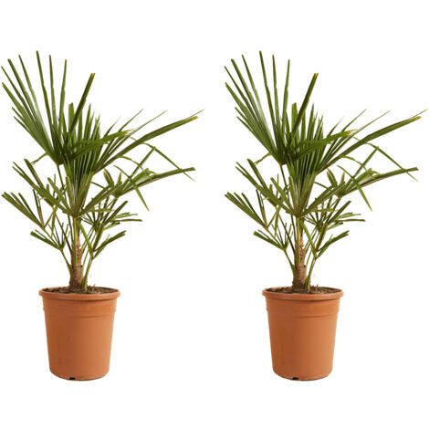 Bloomique - Lot de 2 - Trachycarpus Fortunei - Palmier chanvre - Plantes de jardin - Rustique - Hauteur 60-80 cm - Pot 21 cm