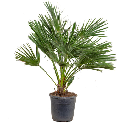 Bloomique - Chamaerops Humilis - Palmier nain européen - Palmier rustique - Plantes de jardin - Hauteur 80-100 cm - Pot 24 cm