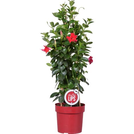 Bloomique - Mandevilla Sundaville - Jasmin du Chili - Rouge - Plantes de jardin - 70-90 cm de haut - Pot 19 cm