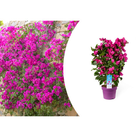 dripper plant Universal Dripper – Adjustable Automatic Irrigation System for Consistent  Plant Hydration main image 0