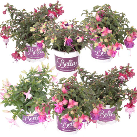 Bloomique - Lot de 6 - Fuchsia retombant - Plante à clochettes - Mélange de couleurs - Plantes de massif - Plantes de jardin - 15-20 cm de haut - Pot 10,5 cm (1/4)