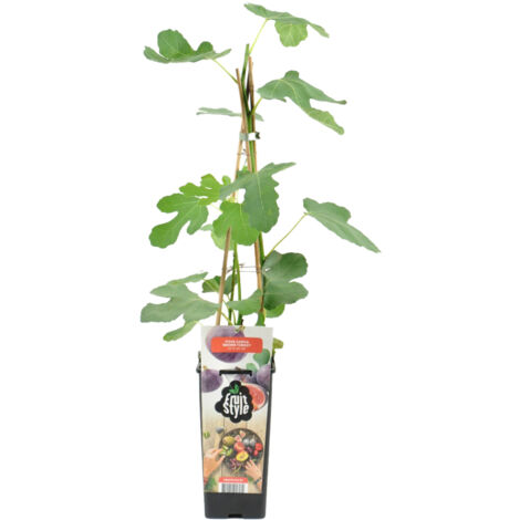 Bloomique - Ficus Carica 'Brown Turkey' - Figuier - Arbres fruitiers - Plantes de jardin - Résistant à l'hiver - Pot 14 cm - Hauteur 60-70cm (1/5)