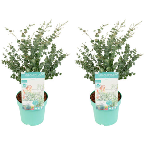 Bloomique – Lot de 2 – Eucalyptus Gunnii Azura – Eucalyptus – Plantes de jardin – Rustique – 40-60 cm de haut – Pot 19 cm