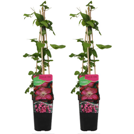 Bloomique - Set van 2 - Clematis Ville de Lyon - Bosrank - Donkerroze - Klimplanten - Tuinplanten - Rustique - Pot 15cm - 70-80cm Hoog (1/5)