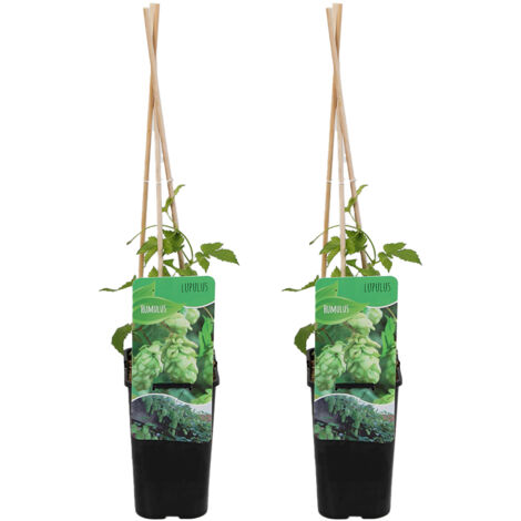 Bloomique - Lot de 2 - Humulus Lupulus - Plante de Houblon - Convient pour le brassage de la bière - Plantes grimpantes - Plantes de jardin - Rustique - Pot 15 cm - Hauteur 70-80 cm (1/5)